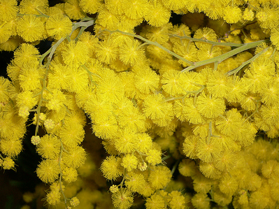 Aumenti per la festa delle donne