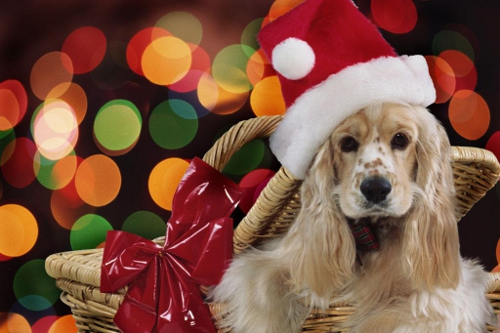 Aiuto Regali Natale.Regali Di Natale Economici In Aiuto Dei Nostri Amici Animali Guadagno Risparmiando