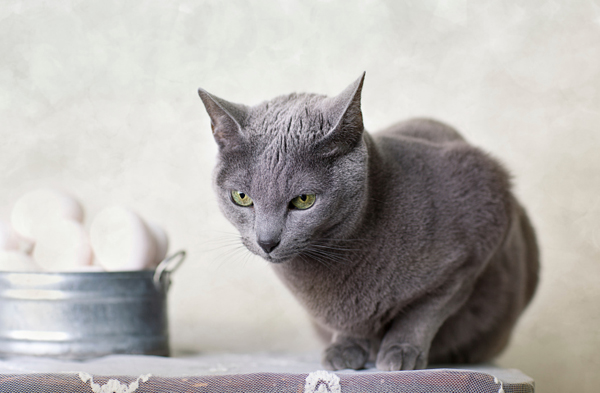 Cibo Per Gatti Fatto In Casa Per Risparmiare Guadagno Risparmiando